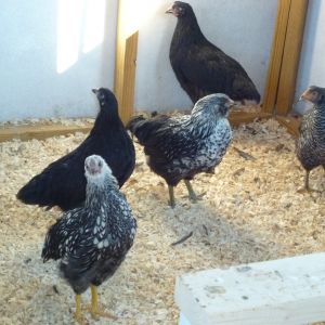 My Hens