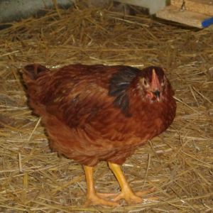 rooster