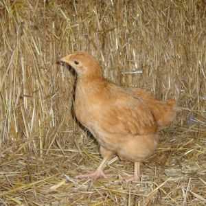 golden comet pullet