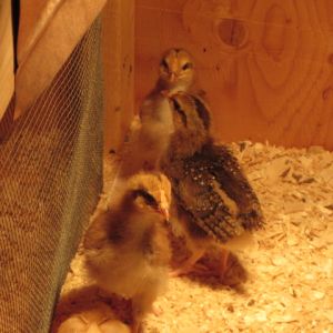 my adorable speckled Sussex chicks