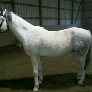 FFH Rico, my daughter's horse.