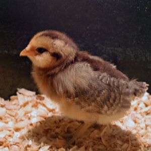 Babe, Amaraucana 2 weeks