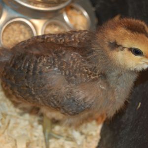Babe, Amaraucana 3 weeks
