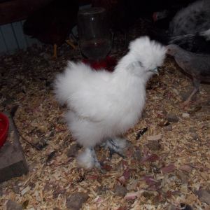 This is one of my silkies.