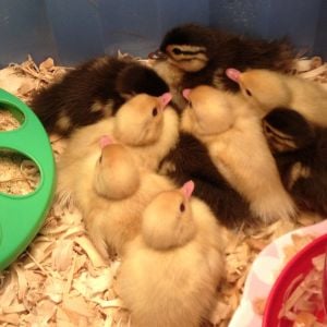 8 normal and 5 white Mandarin ducklings. Hatched 5/24/13