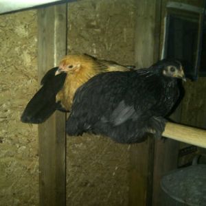 girls first night in the coop