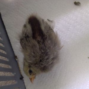 Two week old chick with wry neck. I've tried practically everything! Help!