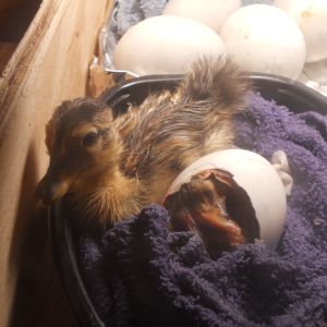 baby duckling and another one (Little guy) hatching
