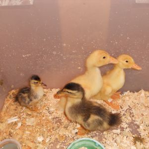 my 2 ducklings and 2 Pekins
