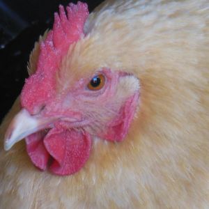 My Buff Hen