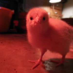 My baby chick