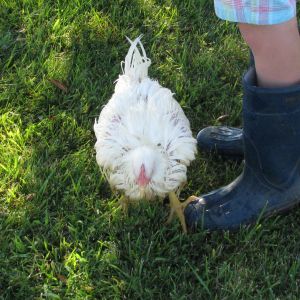 The chicken washed and ready for the fair!! :)