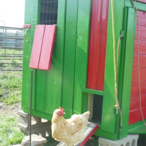 Goldie checking out the Hen-a-bago