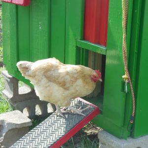 Goldie checking out the Hen-a-bago