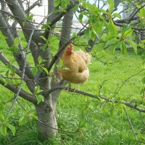 June why are you in the tree haha :)