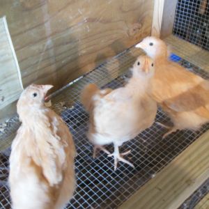 My chicks are growing up fast