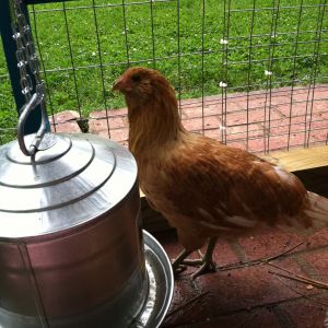 This is Hazel, my easter egger. She is beautiful in the sunlight.