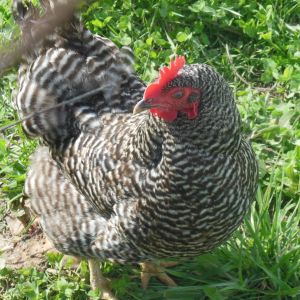 Clorece, my other bared plymouth rock hen.