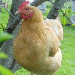 June, one of my Buff Orpingtons