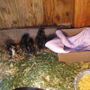 The four newest members of our family.  Gold Laced Cochins