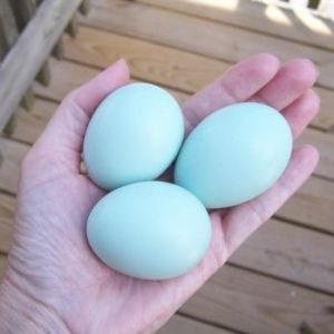 Araucana eggs