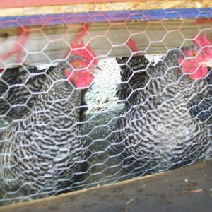 The Ladies
My Laying Hens