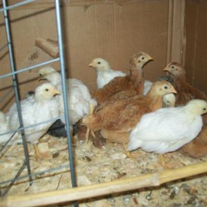 The Girls
Soon to be layer Hens