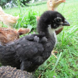 Sweetie-came out of black sexlink bin, not sure that's what she is