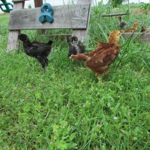 Black Betty, Sweetie, Red ( Rhode Island Red)