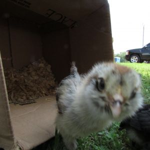 Muff Muff- Ameracauna (supposed to be)
She tries to photo bomb every picture!