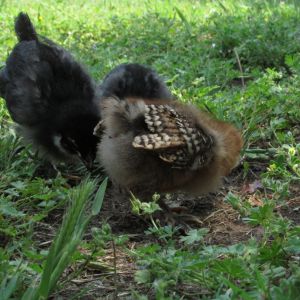 Banty babies, Peep and Chip. Both have feathered feet...they were straight run