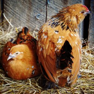 This is my young pair of Mille Fleur Bantams, Hangin out in the hay