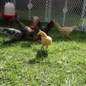 Dotty is closest this time, with Peaches to the right, and the two blue boys and our silver girl Piplup in the background.