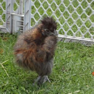 A lovely shot of our little fuzzy girl Tater, she has an extra back toe on each foot, and is still looking fuzzy while the rest of her flock is fully feathered. We have no idea what breed she is!