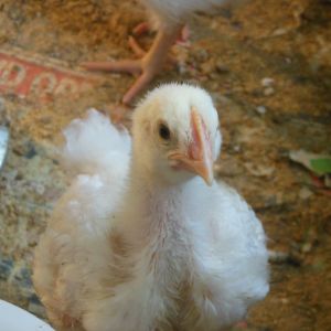 Here is one of my meat birds