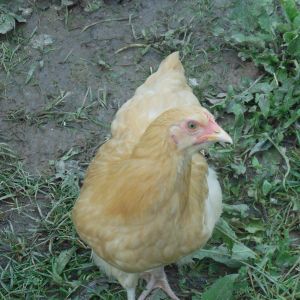 This my Elenor, she is  a Buff Orpington