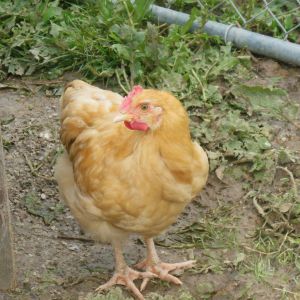 This is my young Buff Orpington Rooster, Nelson
