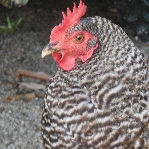 My hen Clorece