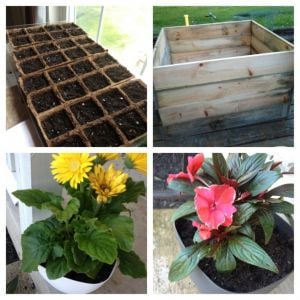My wonderful mothers day flowers are the two bottoms pictures, a small plot of seedlings with mixed flowers on the top left and my homemade compost bin on the right top picture!