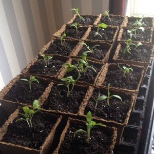 My eggplant seedlings getting ready to head outside!