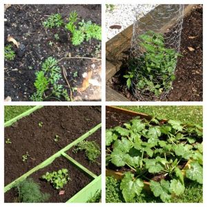 Carrots in the top left picture, tomato in the top right, herb variety and eggplants in the bottom left, and summer squash in the bottom right! Can not wait!!!