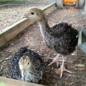 Bronze breasted turkeys