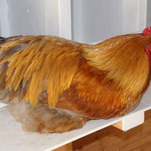 Orphy Orpington  Flock rooster