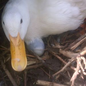 Mama Pekin Duck sat on eggs