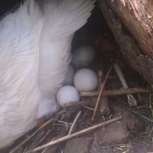 More of the eggs in Mama Pekins' nest