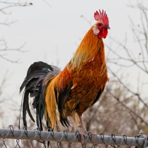 2012 Phoenix bantam rooster