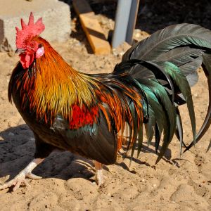 2011 Phoenix bantam rooster bred by Boggy Bottoms Bantams