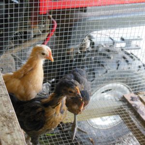 Here is my little chicks