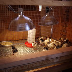 Brooder in walk-in brooder house (old Roller kit box loft)