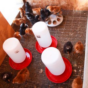 Brooder set up for chicks